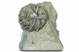 Uncommon Fossil Crinoid (Forbesiocrinus) - Crawfordsville, Indiana #358139-1